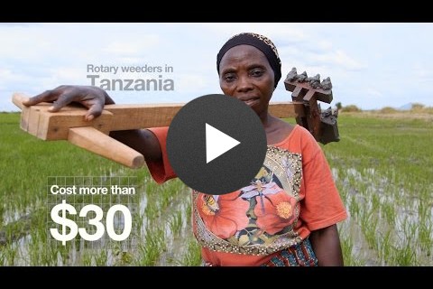 Rice Weeding in Tanzania: Innovations from the Field